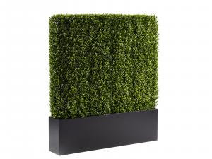 CEAC-003 | 4 ft Boxwood Hedge